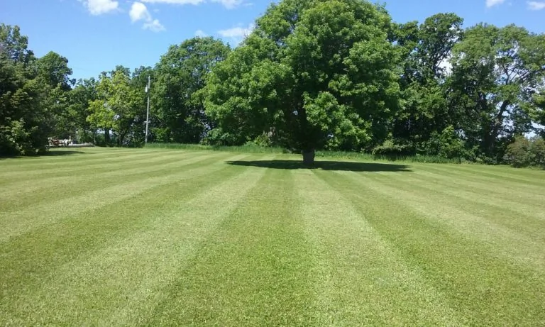 The Lawn Barber lawn care project